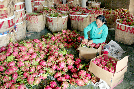 Nhà vườn 'trúng đậm' vụ thanh long và quýt Tết ảnh 1